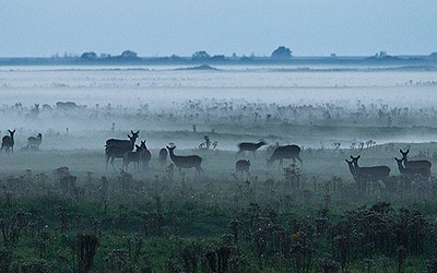 De Nieuwe Wildernis